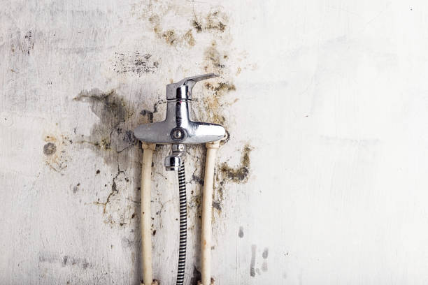 Office Mold Removal Services in Pelham, AL