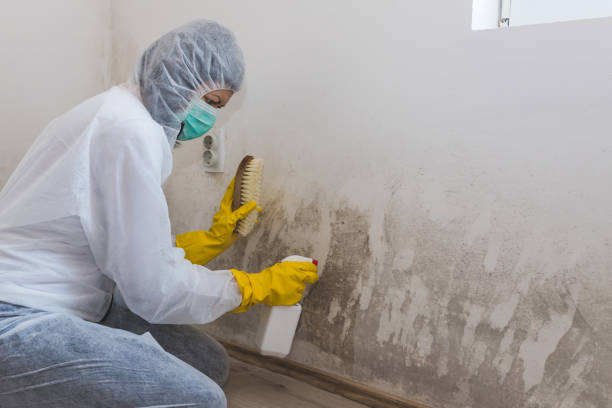 Professional Mold Removal in Pelham, AL