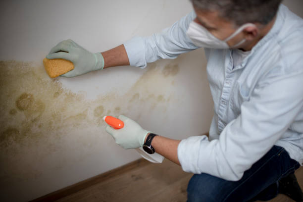 Best Toxic Mold Removal  in Pelham, AL