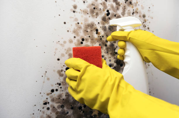 Best Residential Mold Removal  in Pelham, AL